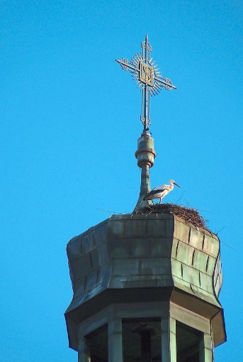 Auf dem Kirchturm in Haslach ist gestern wieder ein Storch gelandet. Foto: Forth