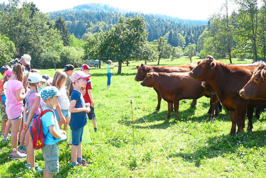 Die Kinder und Rinder schauen sich neugierig an. Währenddessen erklärt Bauer Alexander Schäfer alles, was man über die Tiere wissen muss.  Fotos: Plocher