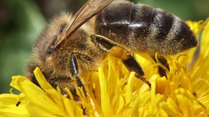 Diebe stehlen Tausende Bienen
