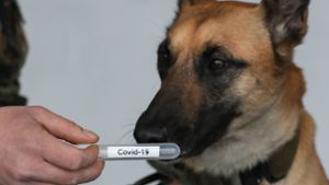 Corona-Spürhunde erkennen 97 Prozent der Infizierten
