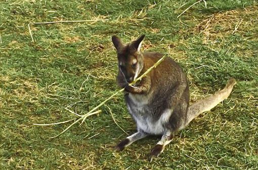 Känguru Finn ist noch nicht eingefangen worden. Foto: Koch