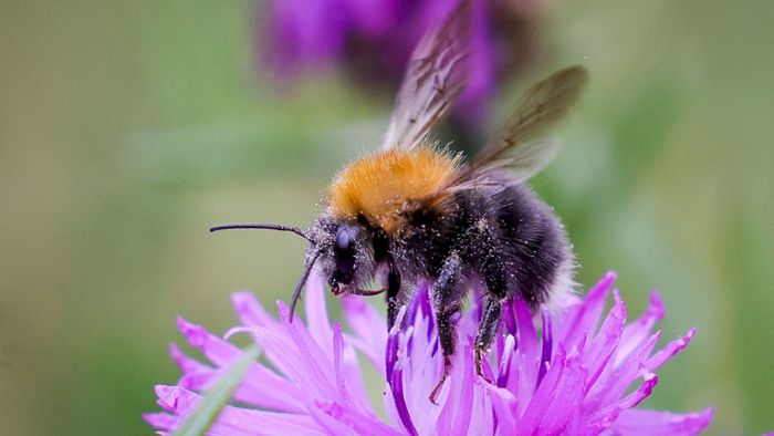 Naturschutzgebiet wird für Bienen und Tagfalter ausgeweitet