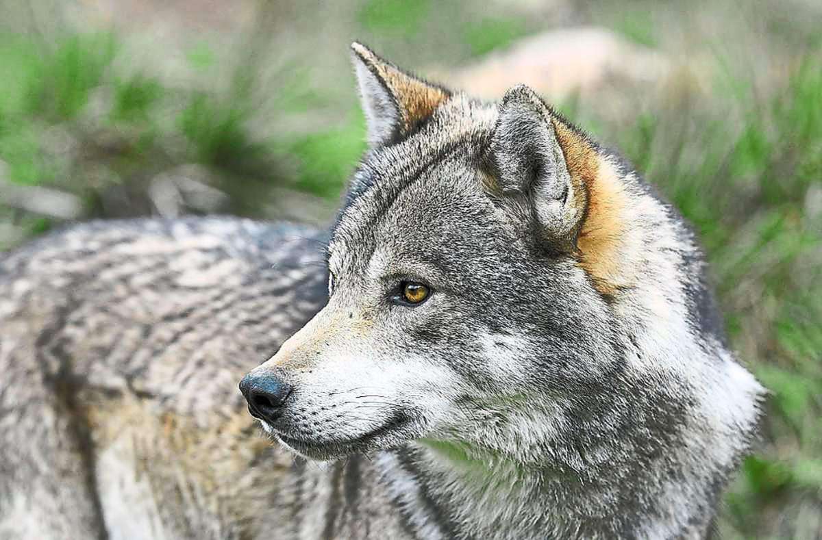 Wolf im Zollernalbkreis?: Totes Schaf aus Rosenfeld wird untersucht