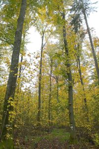 Der Ostelsheimer Forst, wie hier im Lochwald, zeichnet sich durch einen hohen Laubholzanteil aus. Foto: Biermayer Foto: Schwarzwälder Bote
