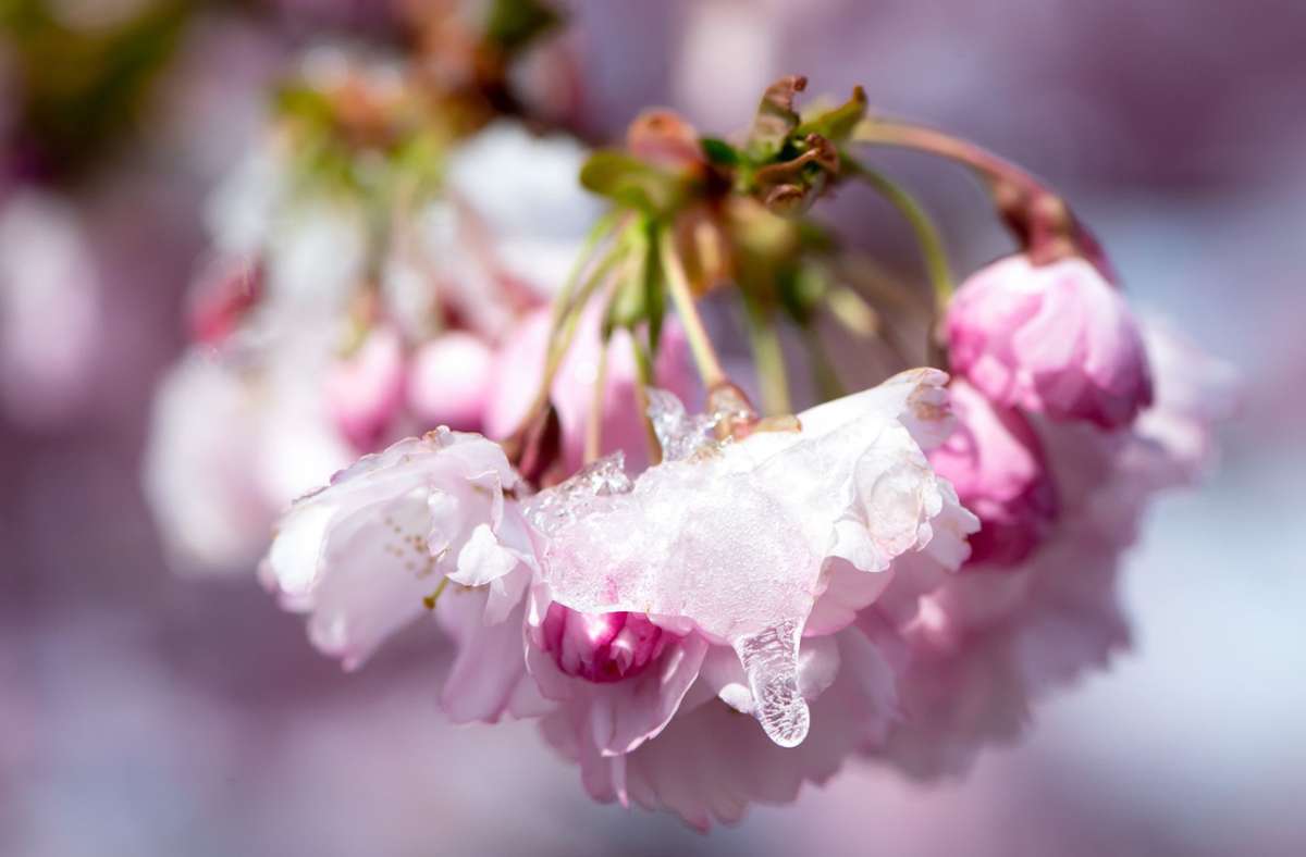 Der Schnee auf einer  Kirschblüte schmilzt. Wie wirkt sich die Kälte auf die Pflanze aus? Foto: dpa/Sven Hoppe