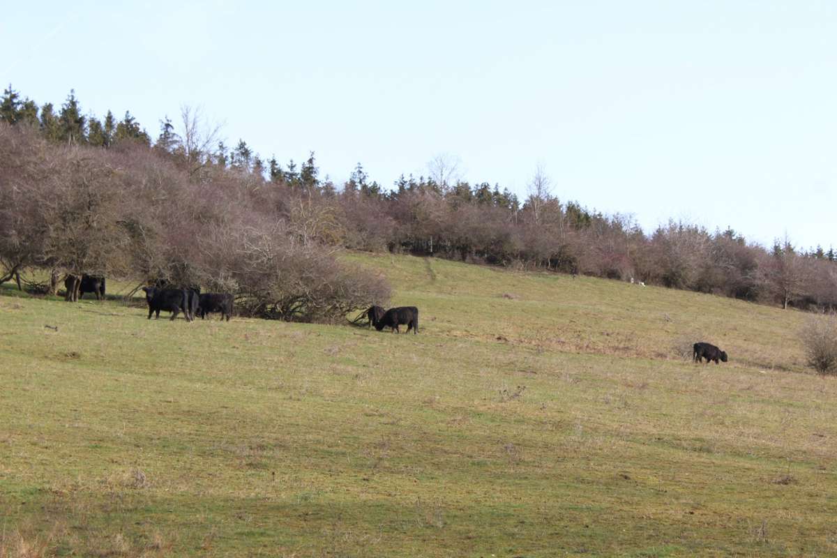Aus dem Alten Acker bei Erlaheim soll eine Fläche zur Stromproduktion werden. Wo bislang Rinder friedlich am Hang grasen, sollen mittelfristig Solarpaneele regenerative Energie erzeugen.