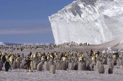Die Antarktis – die kalten Gewässer der antarktischen Zone sind der Lebensraum der Kaiserpinguine –  ist extrem gefährdet  und wichtig für das Weltklima. Foto: imago//G&M Therin-Weise