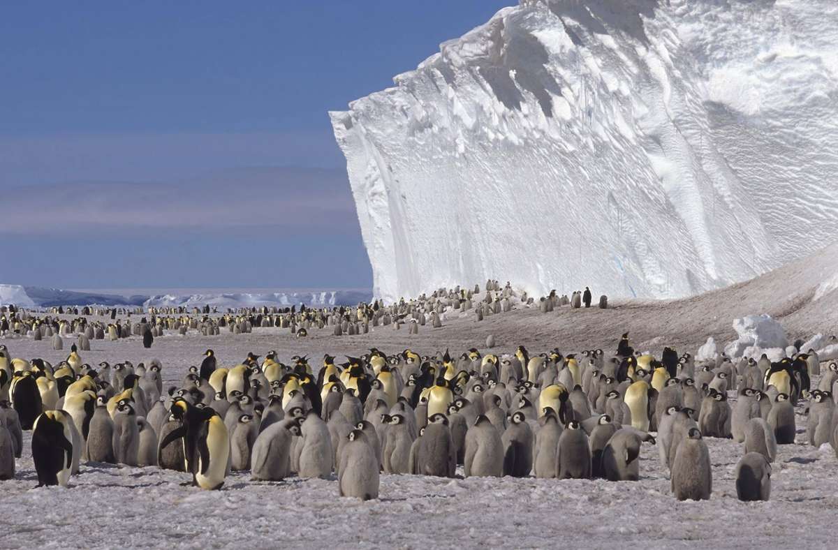 Die Antarktis – die kalten Gewässer der antarktischen Zone sind der Lebensraum der Kaiserpinguine –  ist extrem gefährdet  und wichtig für das Weltklima. Foto: imago//G&M Therin-Weise