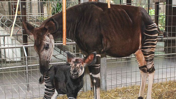 Okapi-Kuh Ibina bringt Kalb zur Welt