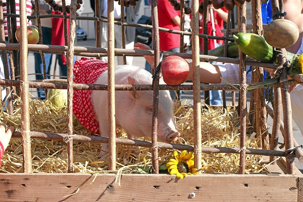 Fast alles dreht sich um das Schwein bei der Saukirbe in Göllsdorf. Ende September startet das Fest. Foto: privat Foto: Schwarzwälder-Bote