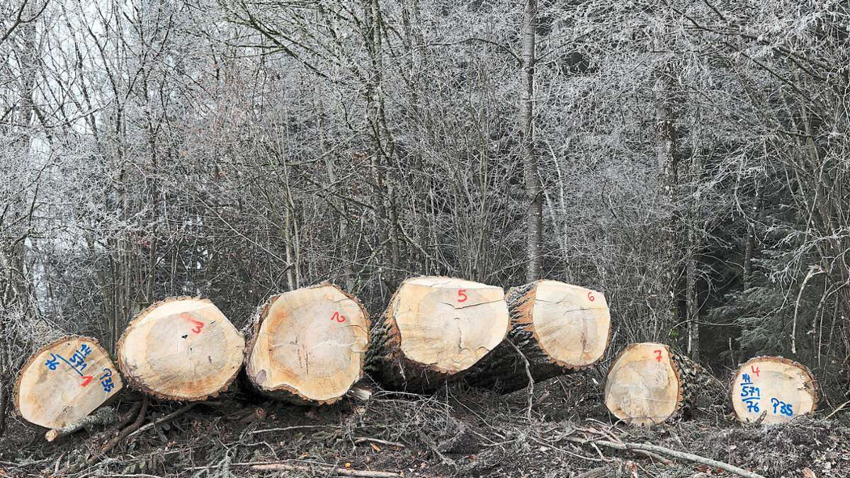 Wälder in Ebhausen: Hohe Erlöse aus dem  Holzverkauf  wohl nicht von Dauer