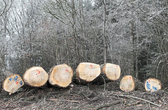 Wälder in Ebhausen: Hohe Erlöse aus dem  Holzverkauf  wohl nicht von Dauer