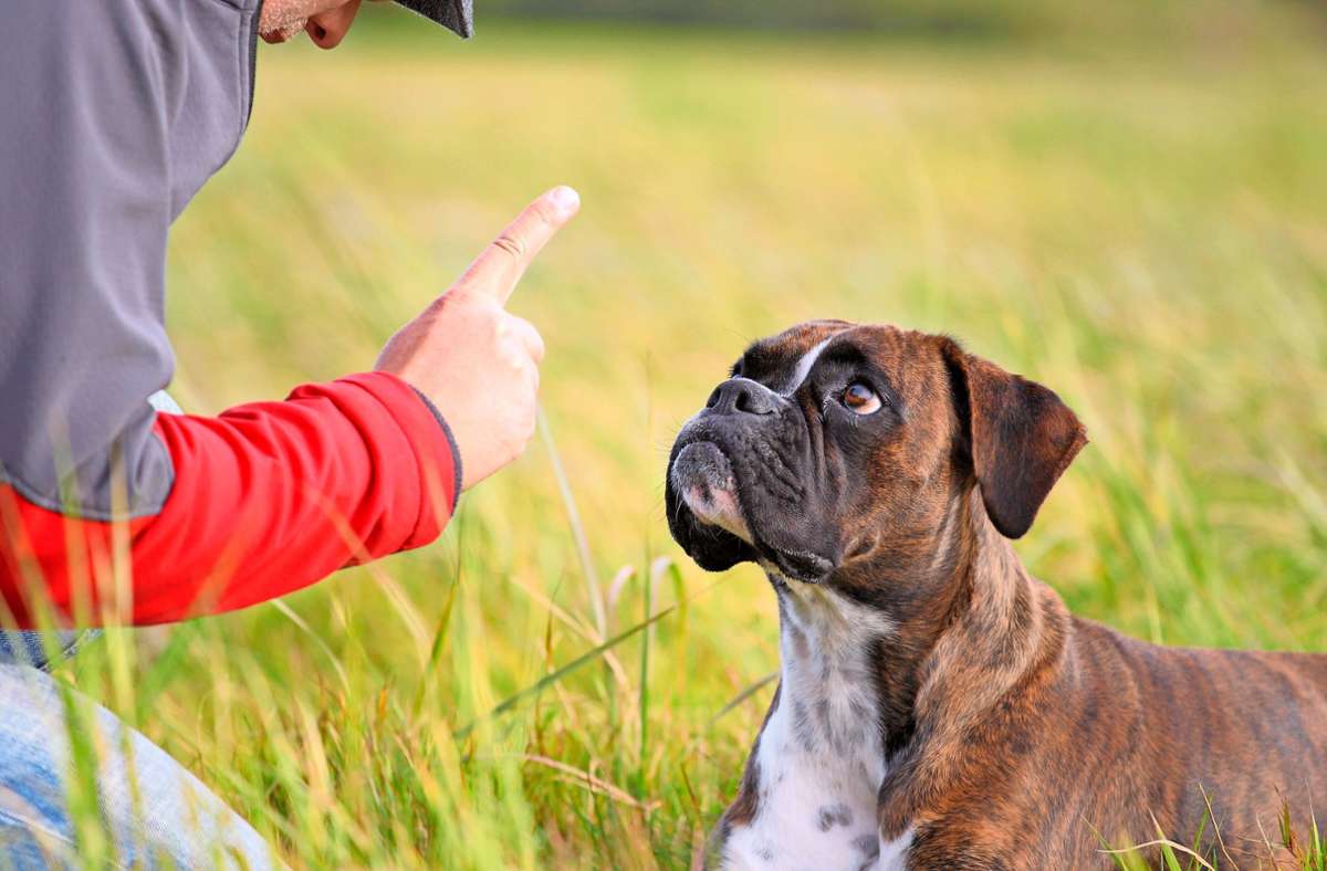Hundeschule in Oberndorf: Trainer gibt Ratschläge zu guter Erziehung