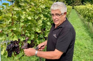 Bleibt alles hängen: In diesem Weinberg bei Winnenden können die Trauben zu nichts mehr gebraucht werden, erklärt Karl-Heinz Eckstein. Foto:  