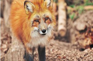 In Pfaffenweiler geht der Fuchs um. Foto: Pixabay