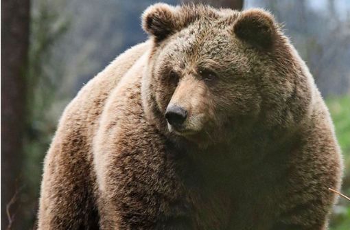 Um den Winter zu überstehen, müssen sich die Braunbären im Alternativen Wolf- und Bärenpark ein Fettpolster anfressen. Foto: Kraft