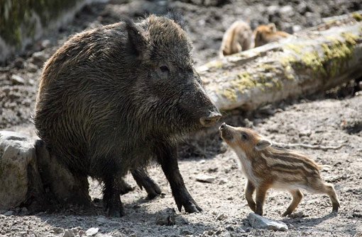 Ein Frischling sucht Kontakt zu seiner Mutter. Ein idyllisches Bild, doch der Schaden, der von Wildschweinen angerichtet wird, ist laut Jägerschaft immens. Foto: Zucci