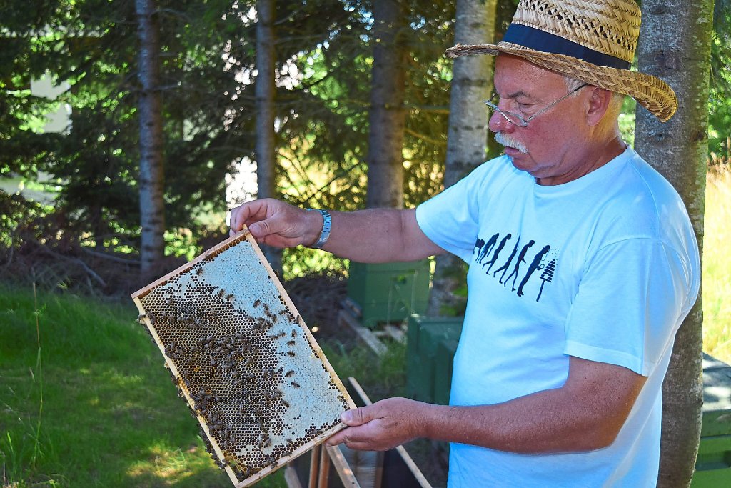 Zwölf Wirtschaftsvölker, unter anderem slowenische Honigbienen, bescheren Horst Mantel reiche Honig-Ernte.  Foto: Hettich-Marull Foto: Schwarzwälder-Bote