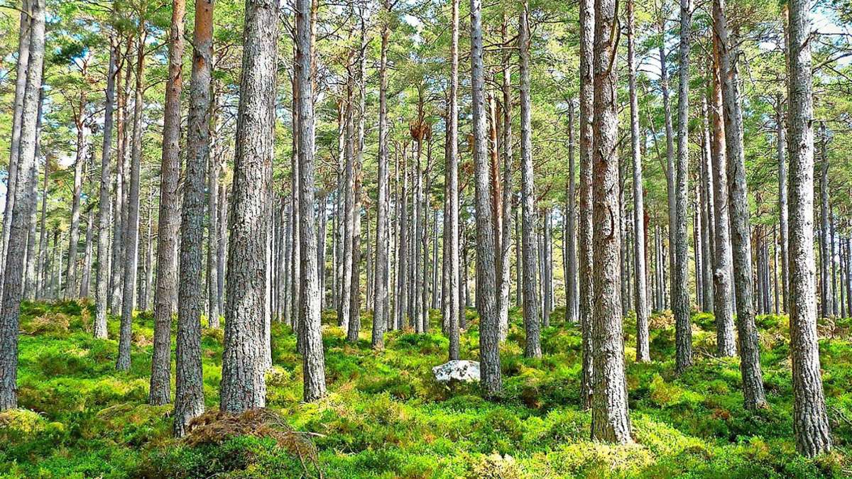 Privatwälder in Wildberg: Landratsamt will Eigentümer unterstützen