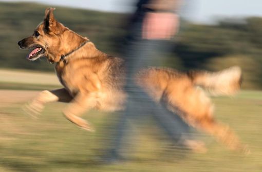 Vier Schäferhunde (Symbolfoto) hatten Nika attackiert. Foto: Roessler