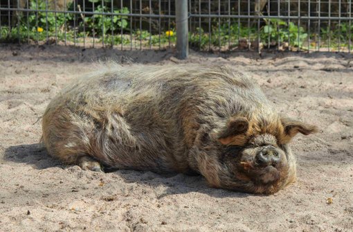 Die Kune-Kune-Schweine sind neu in der Wilhelma Stuttgart. Foto: Wilhelma Stuttgart