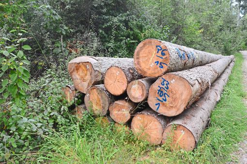 Der Ostelsheimer Gemeinderat stimmte der vom Landratsamt vorgeschlagenen Kooperationslösung zur Betreuung der kommunalen Wälder zu.  Foto: Bausch Foto: Schwarzwälder Bote