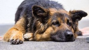 Polizei schnappt mutmaßlichen Hundedieb