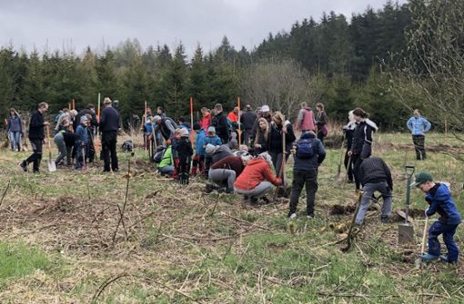 Bei der Baumpflanzaktion der Gemeinde auf der ehemaligen Erddeponie in Rötenberg herrscht unter den freiwilligen und hochmotivierten Helfern fast schon ein Kampf um das Pflanzloch. Foto: Gemeinde