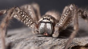 Expedition entdeckt drei unbekannte Spinnenarten