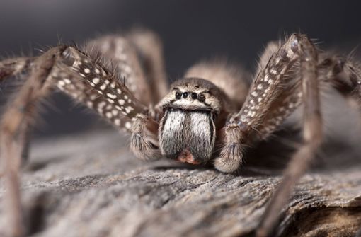 Eine der neu entdeckten Spinnen gehört zur Gattung Neosparassus. (Symbolbild) Foto: imago images /Nature Picture Library/Steven David Miller