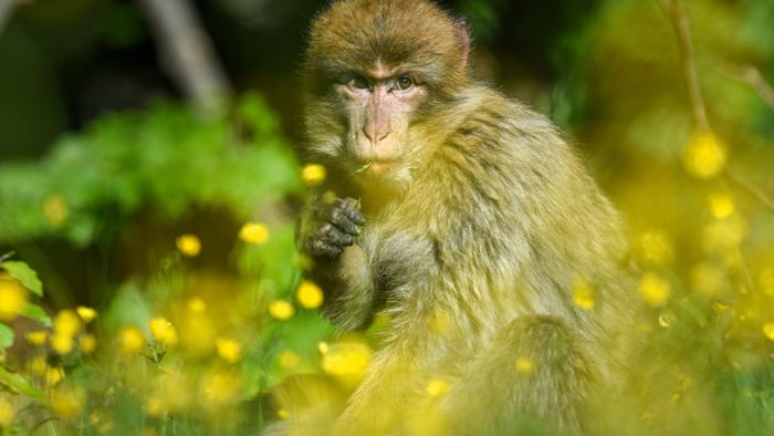 Zehn Affen büxen aus Löffinger Tierpark aus 