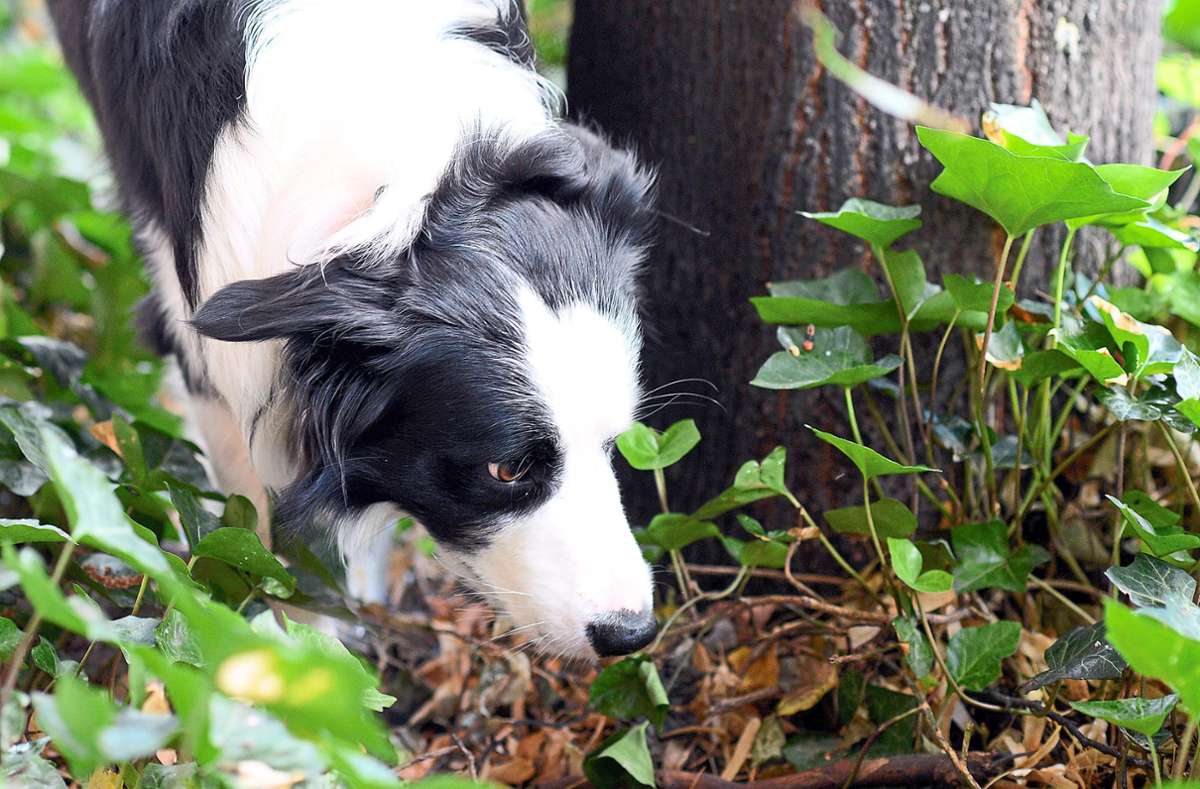 Wenn Hunde im Wald Wurst mit Nägeln und Schrauben oder präpariert mit Gift essen, kann es für sie lebensgefährlich sein. In Hausach wurden am KInzigdamm hinter dem Stadion Giftköder entdeckt. Foto: Gambarini (Symbolfoto)