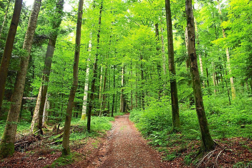 Revierförster beraten Waldbesitzer zur Baumpflanzung und -fällung und kümmern sich um die Flächenplanung im Zuge der Waldbewirtschaftung.