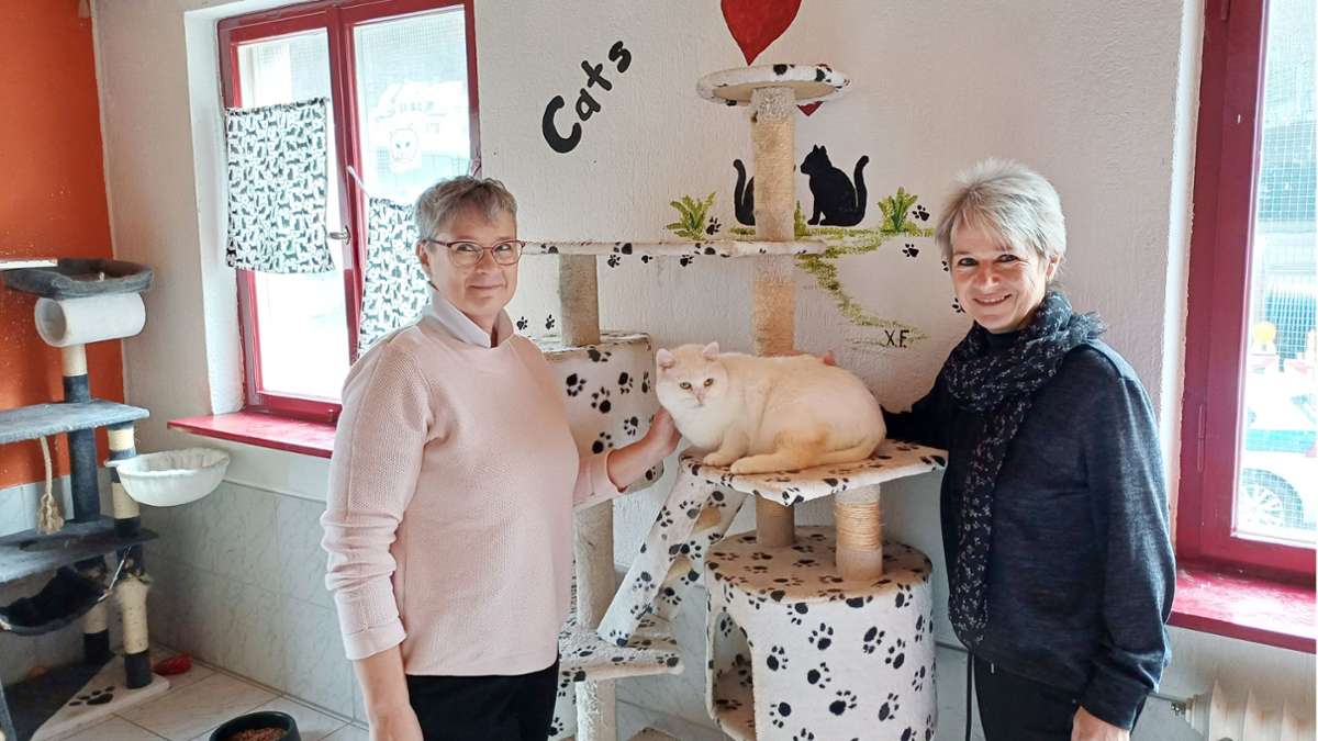 Schwabo-Lieblingsmensch 2023: Sie ist die gute Seele der Katzenstation in Oberndorf