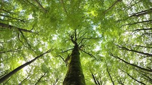 Buchenwälder werden Weltnaturerbe