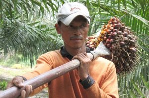 In Indonesien oder Malaysia werden für Palmöl-Plantagen ganze Regenwälder abgeholzt. Foto: dpa