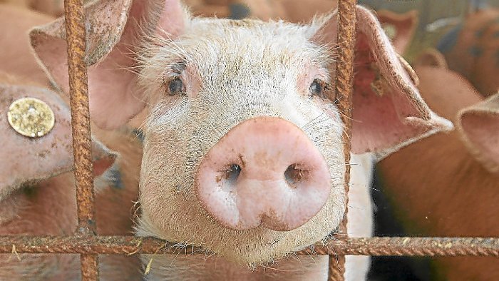 Messmer kämpft um Schweinezucht