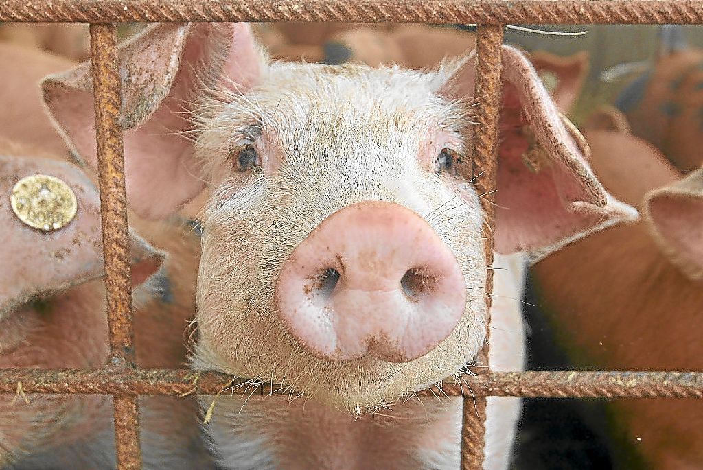 Über die geplante Schweinezucht auf der Ostbaar entscheiden die Gerichte.  Foto: Hildenbrand