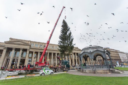 Die Vögel sind ganz aufgeschreckt: Am Stuttgarter Schlossplatz vor dem Königsbau wurde am Mittwoch der große Weihnachtsbaum aufgestellt. Foto: www.7aktuell.de | Frank Herlinger