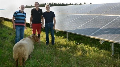 Die Aufsichtsratmitglieder  Hans-Peter Wiedmaier (von links), Joachim Herrmann und Uli Seiz mit einem der Schafe, die die Pflanzen kurz halten, vor den Solarmodulen in Peterzell. Foto: Hans-Peter Wiedmaier