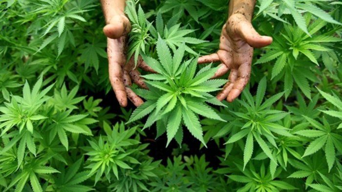 Cannabis in größerem Stil angebaut