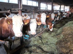 Sechs Kühe gehören den Roths, die übrigen sind Pensionsgäste im Oberaichhofweg. Foto: Danner Foto: Schwarzwälder Bote