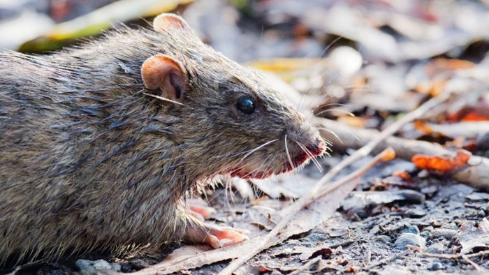 Geislingen setzt bei der Bekämpfung von Ratten auf Bolzenfallen
