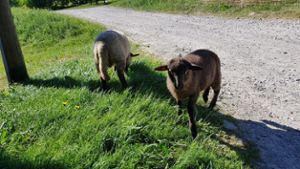 Für den Schutz von Schafsherden sollen nun schnell Fördermittel fließen.  Foto: Campos