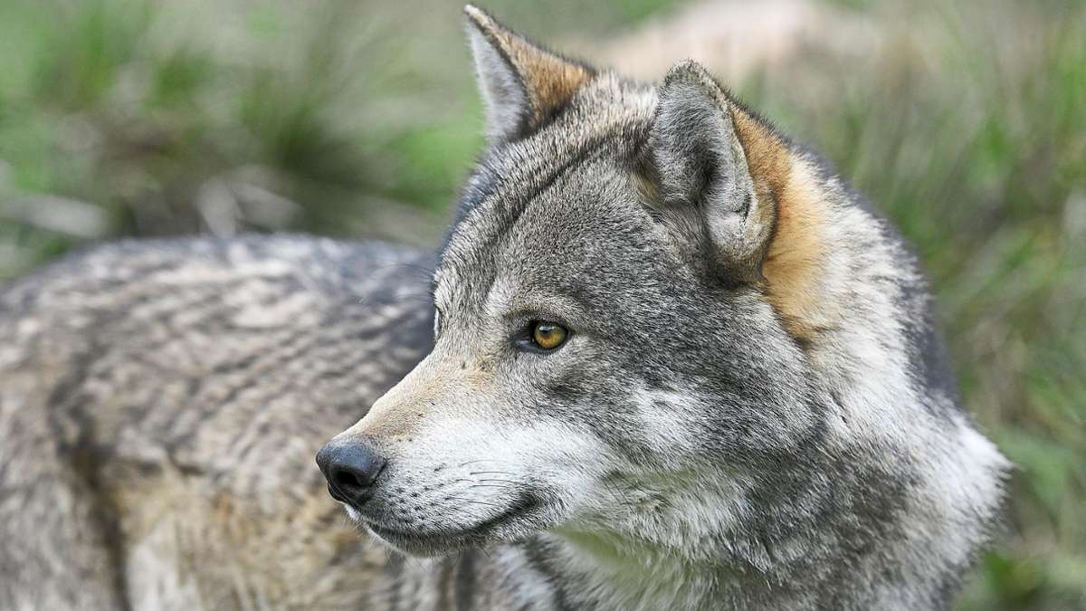 Der Wolf im Schwarzwald: Weder reißende Bestie noch Kuscheltier
