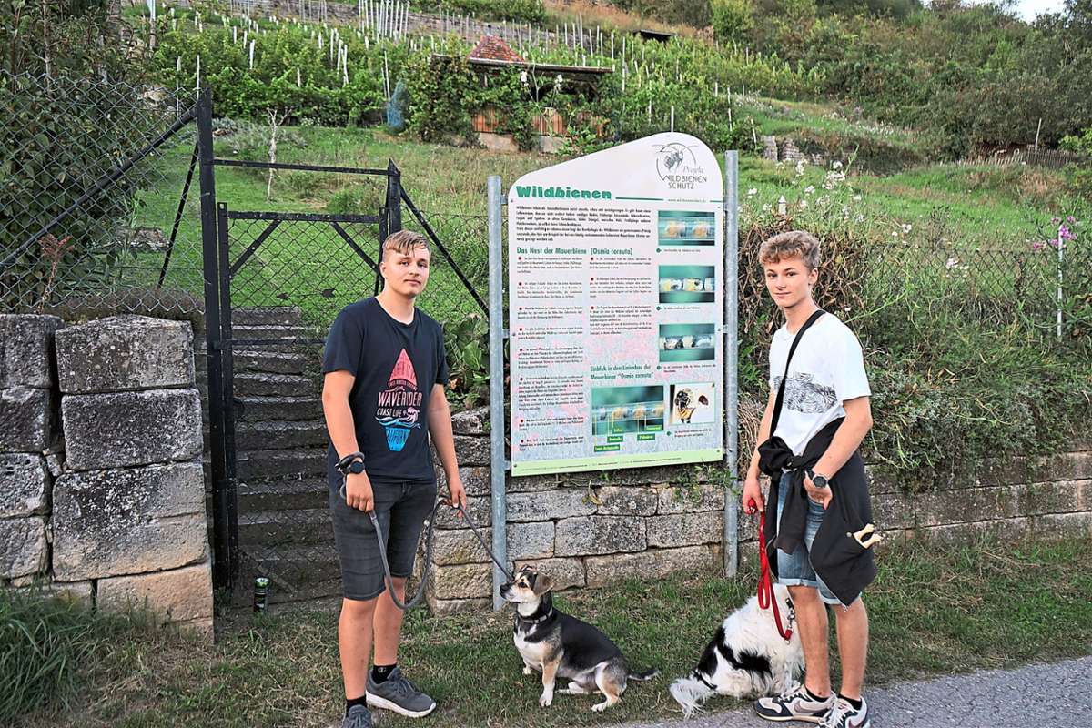 Daniel Kari (links) und Augustin Pulvermüller führen die Hunde im Weggental aus und informieren sich über Wildbienen am Fuß der Weinberge.  Foto: Straub