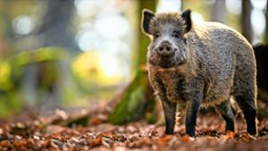 Hunde sollten sich von Wildschweinen fernhalten und nicht an deren Körperflüssigkeiten schnuppern– sonst kommt es schnell zur Ansteckung. Foto: © lightpoet - stock.adobe.com