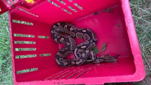 Mehrere Schlangen am Tälesee in Empfingen eingefangen