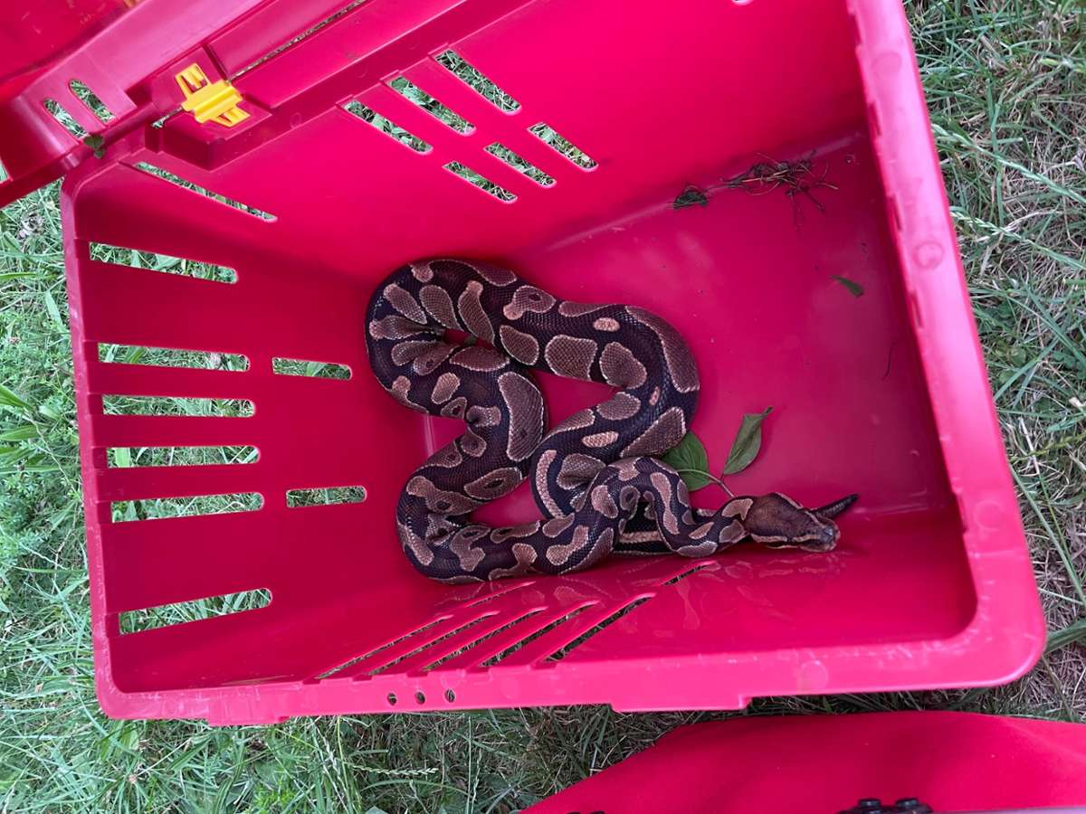 Königspythons ausgesetzt: Mehrere Schlangen am Tälesee in Empfingen eingefangen